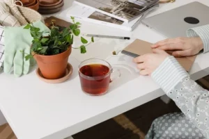 Minceur : la tige de ce fruit est pleine de bienfaits pour perdre du poids minceur - freenews - Maroc - 26/04/24