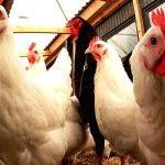 poulet - freenews - Maroc - 26/04/24