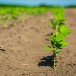 Un nouveau procédé pour la fertilité sol aride - freenews - Maroc