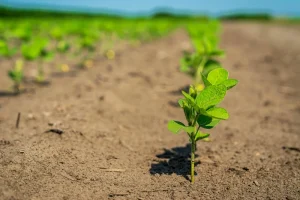 Désert : un nouveau procédé améliore la fertilité des sols arides Un nouveau procédé pour la fertilité sol aride - freenews - Maroc