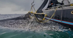 Pêche maritime : Qui fait tanguer le navire ? pêche maritime - freenews - Maroc - 2/9/24